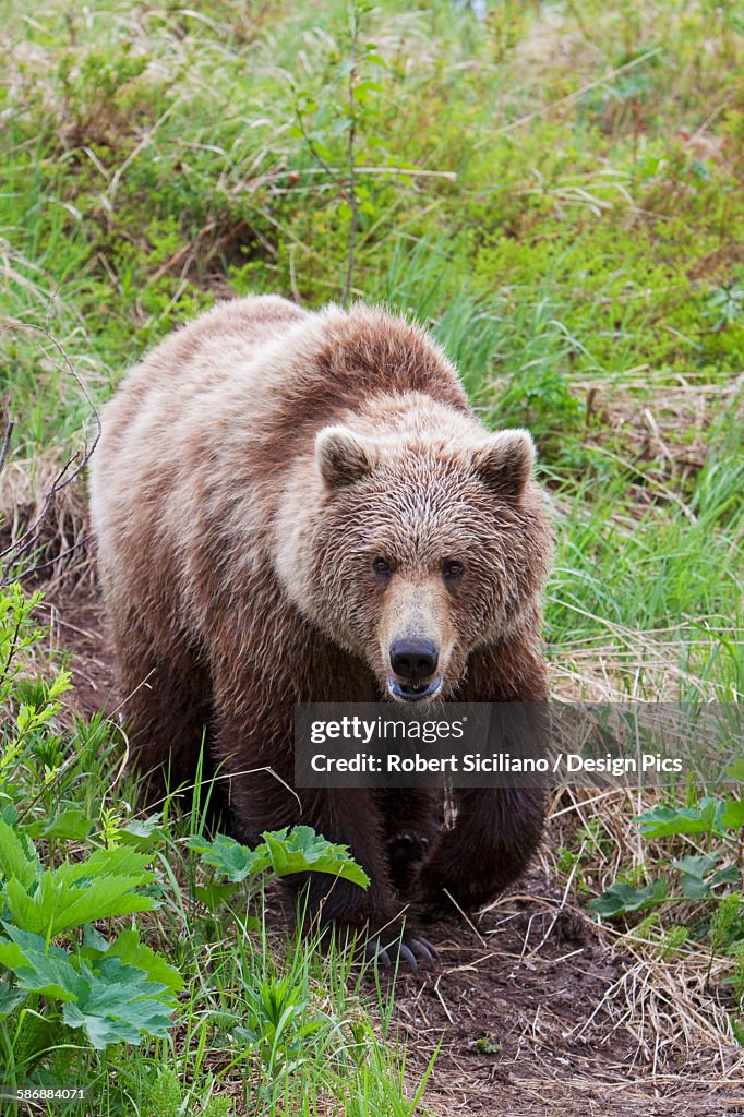 Adult Brown Bear Walks Along A Trail Near Mikfik Creek, Mcneil River State Game Sanctuary, Southwest Alaska, Summer/N