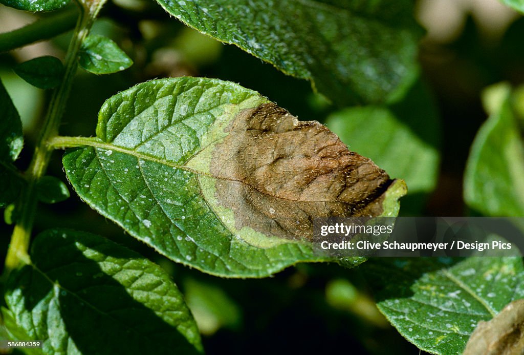 Agriculture - Potato late blight lesion on mid growth potato foliage showing symptomatic light halo around the lesion / Alberta, Canada.