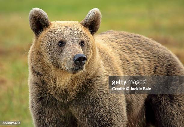 a wild brown bear [ursus arctos] - tajga bildbanksfoton och bilder