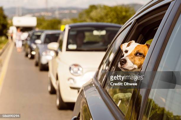 travelling with pet, stuck in traffic - file stockfoto's en -beelden