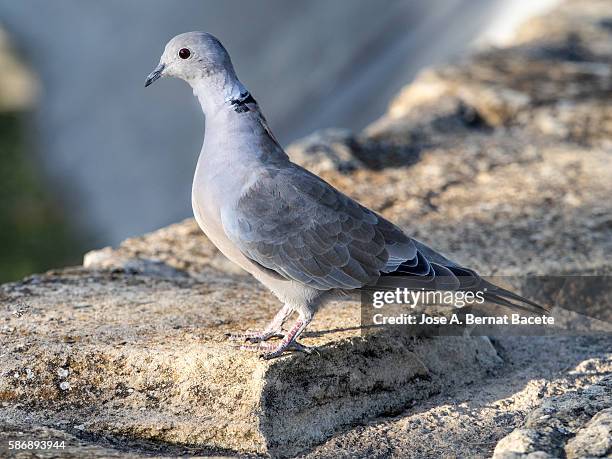 eurasian collared-dove (streptopelia decaocto) . spain - columbiformes stock pictures, royalty-free photos & images