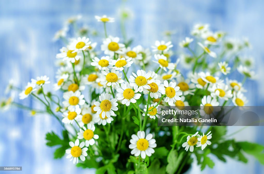 Chamomiles on blue background