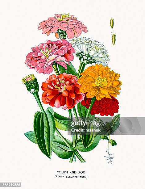 ilustrações de stock, clip art, desenhos animados e ícones de youth-and-age, zinnia flowers - zinias