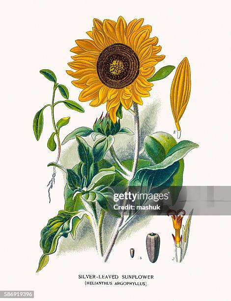 stockillustraties, clipart, cartoons en iconen met sunflower - sunflower