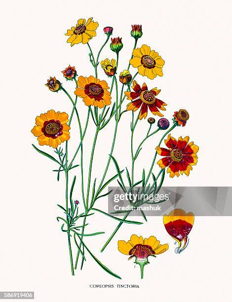 garden tickseed - tickseed stock illustrations