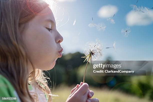 young girl blowing dandelions. - child dandelion stockfoto's en -beelden