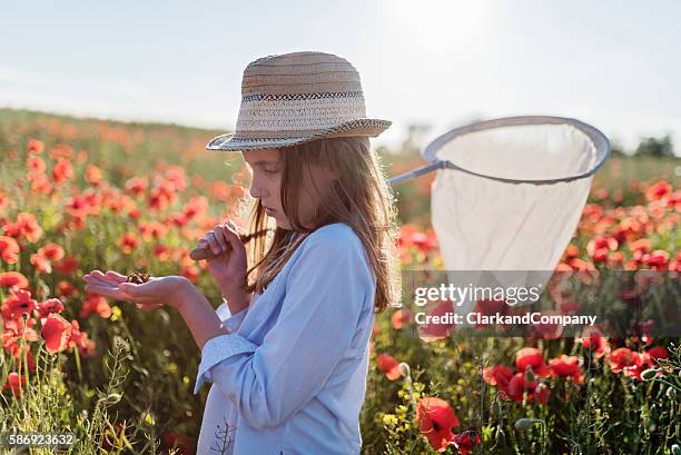 young girl examining her catch from her insect net. - catching bugs stock pictures, royalty-free photos & images