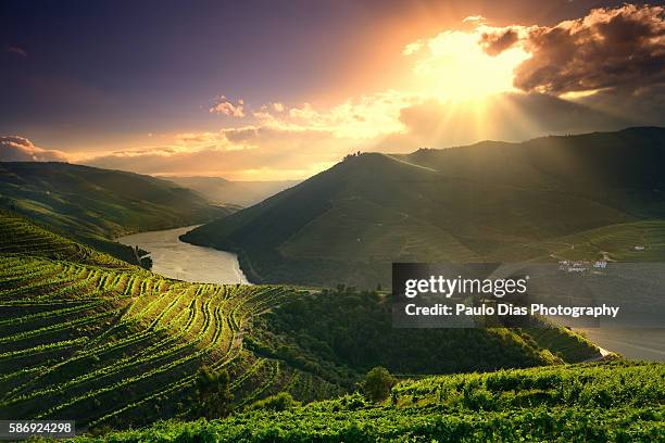 douro river at sunset - portugal vineyard stock pictures, royalty-free photos & images