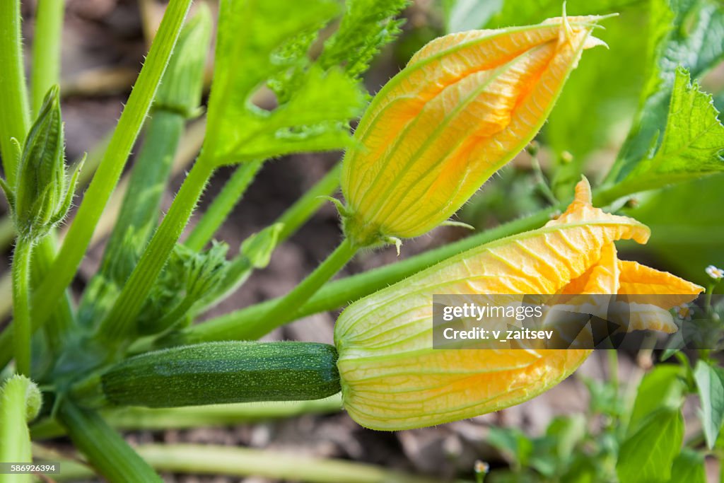 Male and female flowers zucchini