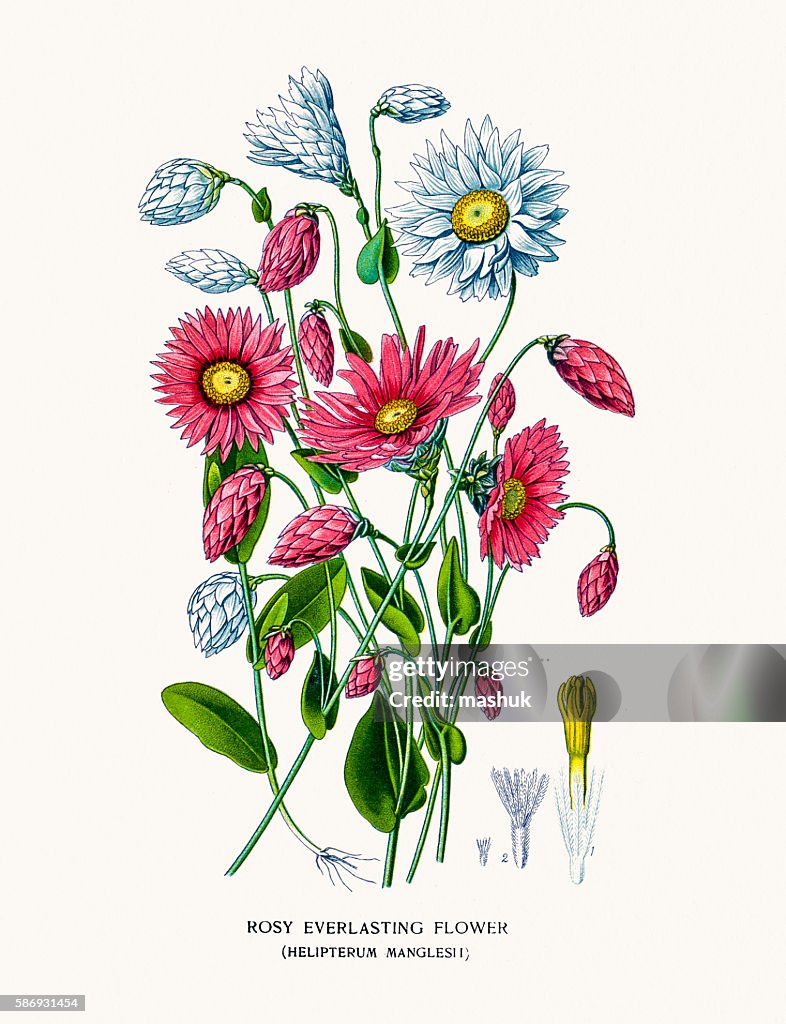 Rosy Everlasting Flower