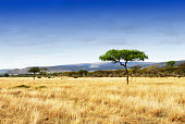 Landscape with acacia trees in the Ngorongoro Crater, Tanzania