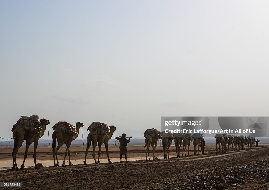 Camel caravans carrying salt blocks in the danakil depression, Afar region, Dallol, Ethiopia