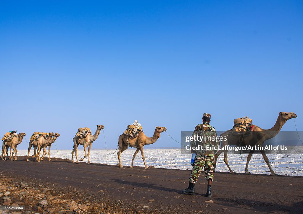 Camel caravans carrying salt blocks in the danakil depression, Afar region, Dallol, Ethiopia