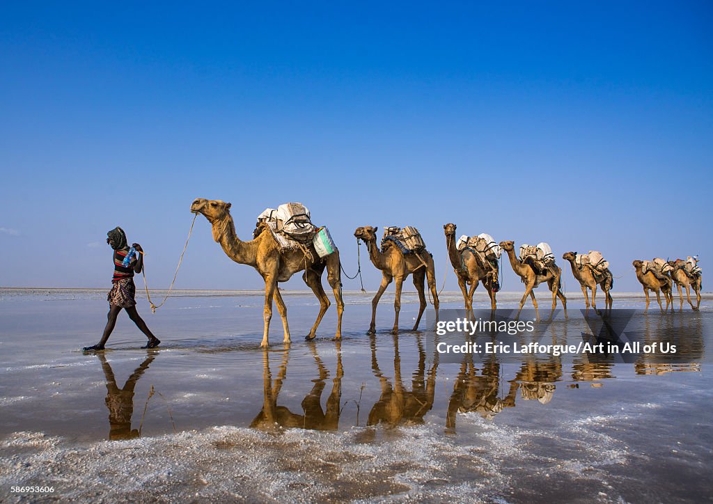 Afar tribe man camel caravans carrying salt blocks in the danakil depression, Afar region, Dallol, Ethiopia