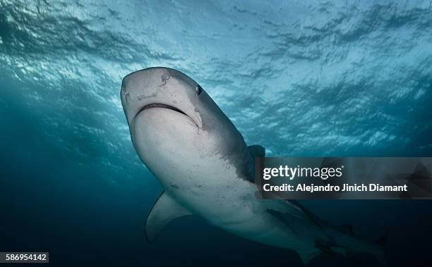 tiger shark - tiger shark fotografías e imágenes de stock