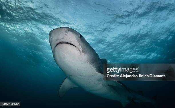 tiger shark - leopard shark stock pictures, royalty-free photos & images