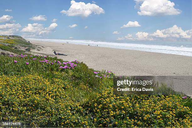 people relax on half moon bay beaches with blooming wildflowers and ocean views. - côte pacifique photos et images de collection