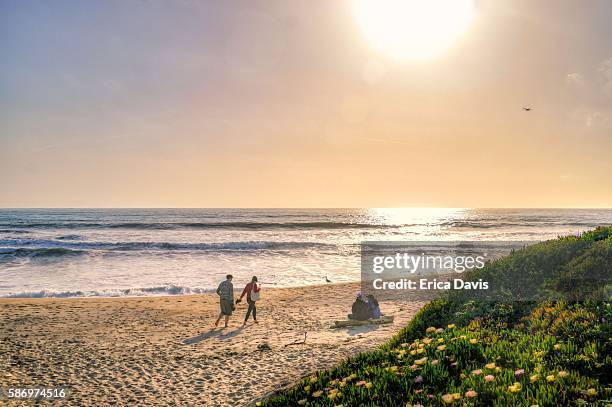 couples relax on half moon bay beaches with blooming wildflowers sea figs) and spectacular ocean views. - half moon bay california stockfoto's en -beelden