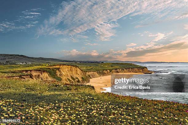 half moon bay's wildflowers bloom in all their glory, (sea figs) with ocean views. - région de la baie de san francisco photos et images de collection
