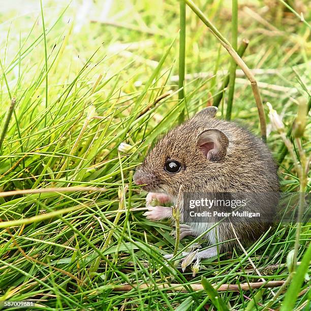 field mouse feeding in grass - feldmaus stock-fotos und bilder