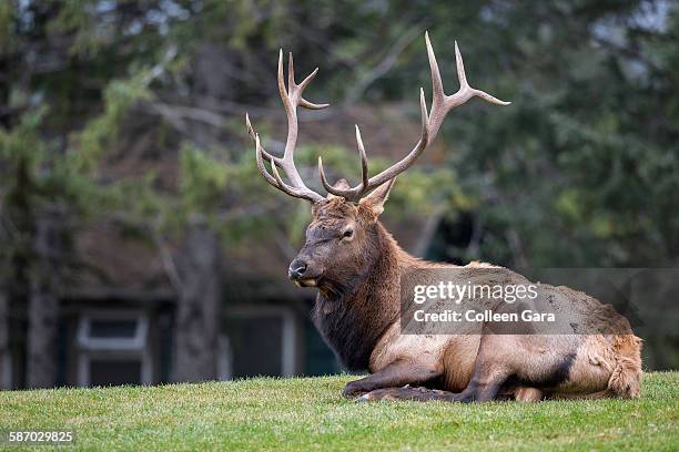 bull elk resting on golf course - banff springs golf course stock pictures, royalty-free photos & images