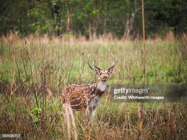 male spotted deer or chital in bardiya, nepal - bardiya national park stock pictures, royalty-free photos & images