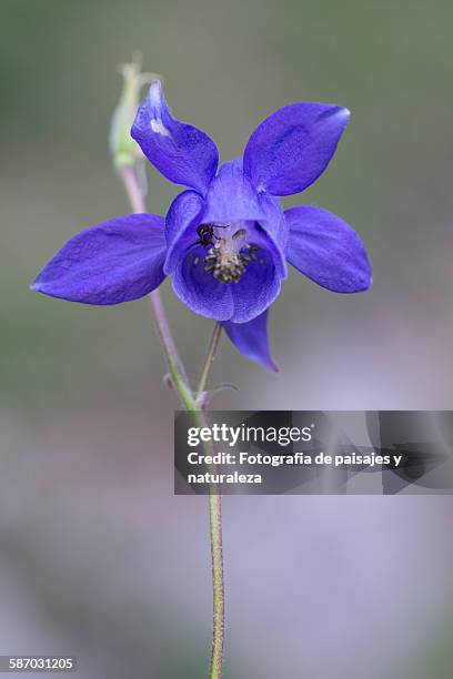 aquilegia vulgaris - paisajes stock pictures, royalty-free photos & images