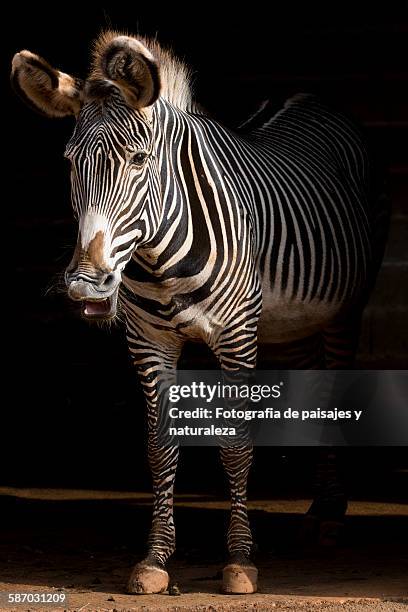 equus grevyi - paisajes stock pictures, royalty-free photos & images