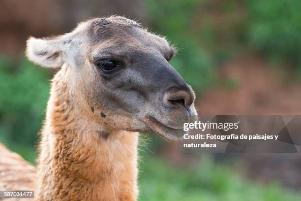 llama - paisajes stock pictures, royalty-free photos & images