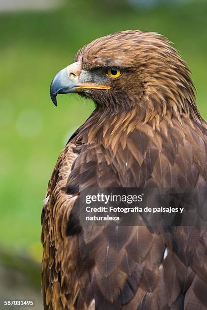 aquila chrysaetos - paisajes stock pictures, royalty-free photos & images