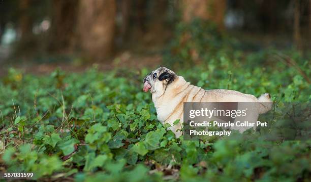 pug dog standing in ivy looking upward - pug looking up stock pictures, royalty-free photos & images