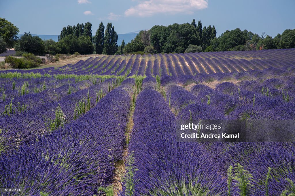 Lavender field, provence, South France