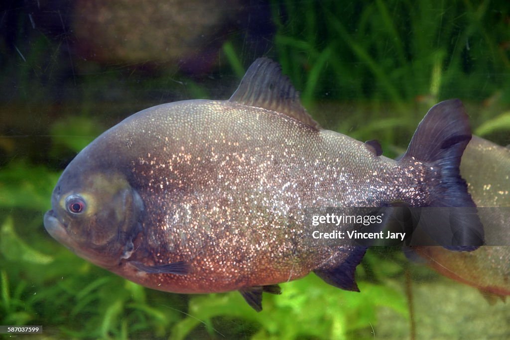 The red-bellied piranha