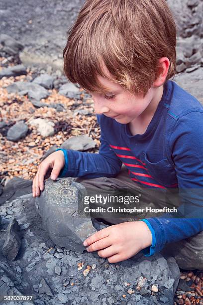 fossil hunting - fossil hunting stock pictures, royalty-free photos & images