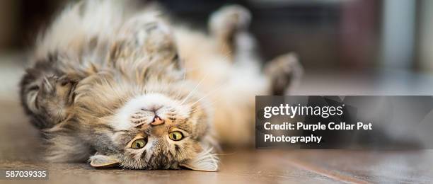 playful maine coon cat indoors - cat with collar stockfoto's en -beelden