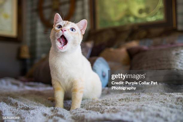 young cat yawning indoors - cat with collar stockfoto's en -beelden