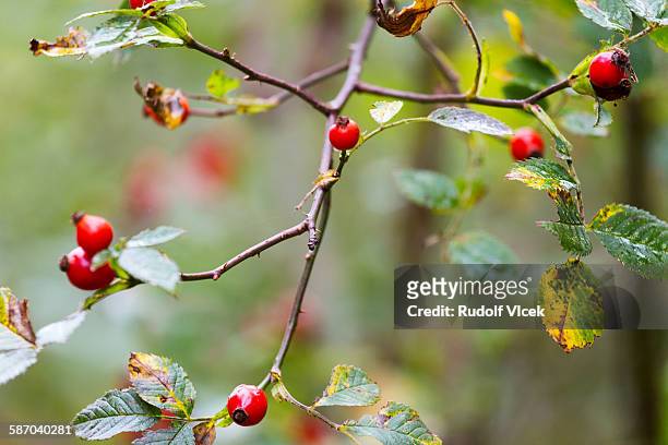 dog rose (sweet briar rose) rosehips (buds) - rosa eglanteria stock pictures, royalty-free photos & images