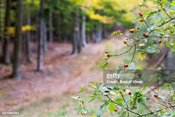 dog rose (briar rose) rosehips (buds) - rosa eglanteria stock pictures, royalty-free photos & images