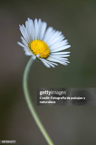 daisy flower - paisajes stock pictures, royalty-free photos & images