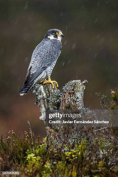 peregrine falcon in the rain. falco peregrinus. - perch stock pictures, royalty-free photos & images