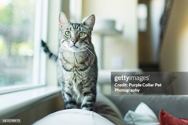 playful tabby cat indoors - cat with collar stock pictures, royalty-free photos & images