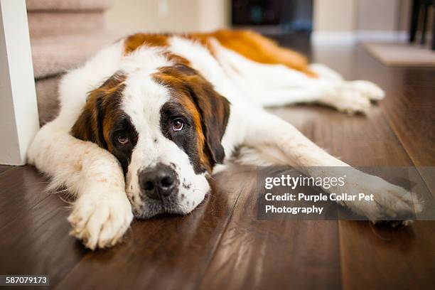 tired saint bernard dog relaxing indoors - bernhardiner stock-fotos und bilder