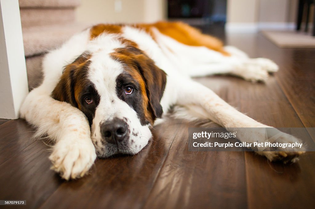 Tired Saint Bernard Dog Relaxing Indoors