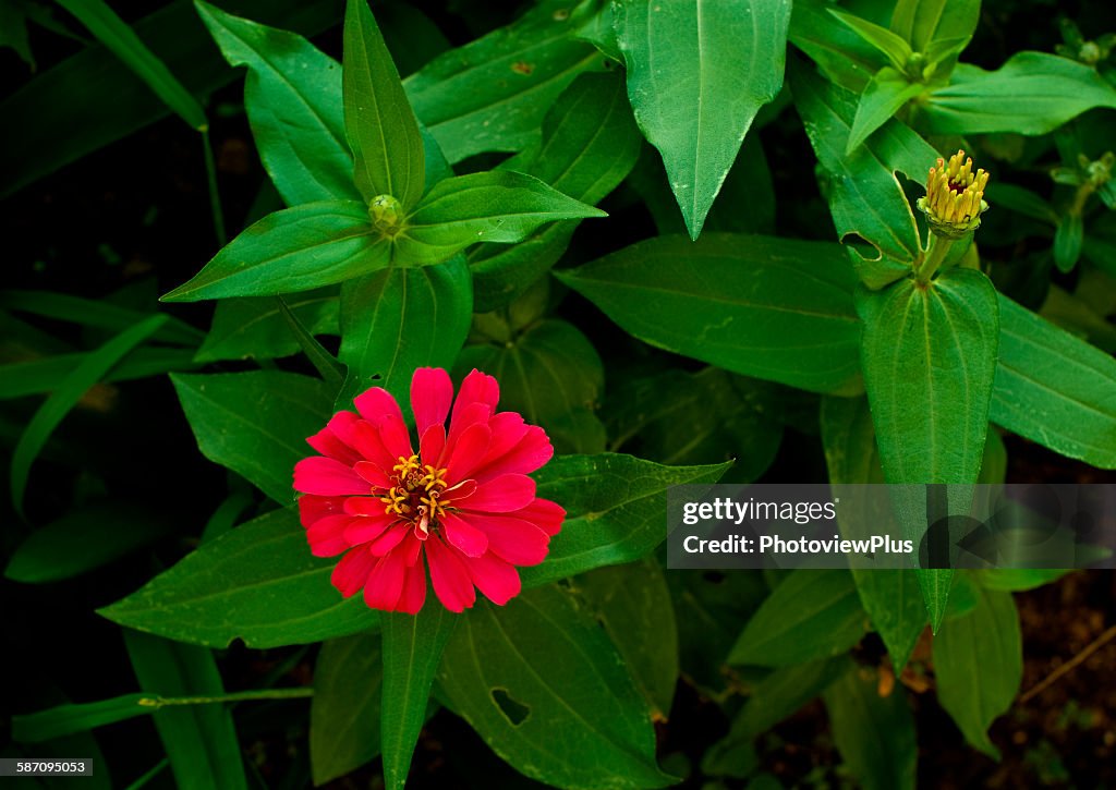 Red Zinnia