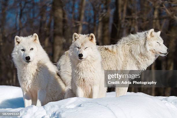 three arctic wolves - 3 dogs stock-fotos und bilder