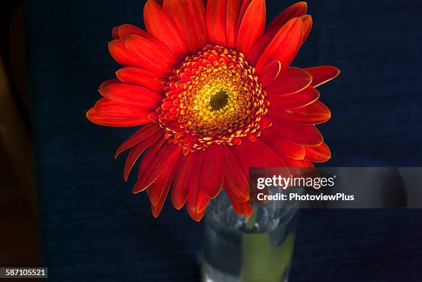 gerbera daisy - glass vase black background foto e immagini stock