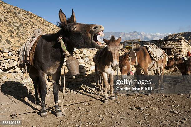 pack mule braying at nepalese shepherds hut - mules stockfoto's en -beelden