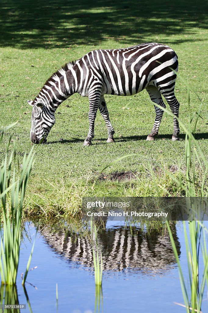 Grant's zebra