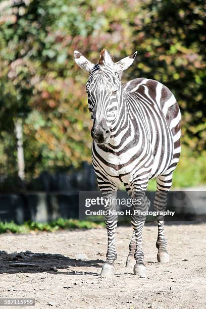 grant's zebra - grants zebra bildbanksfoton och bilder