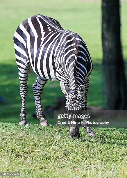 grant's zebra - grants zebra bildbanksfoton och bilder